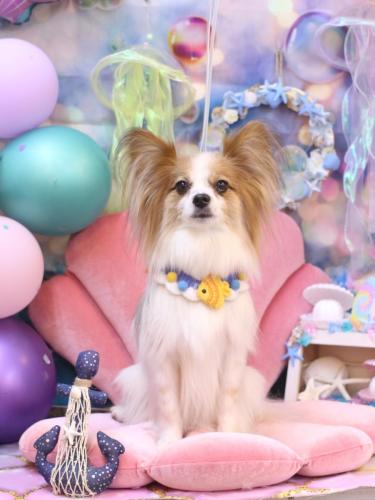 20240808ボタンちゃん 